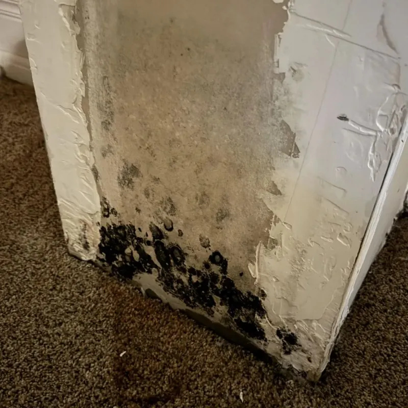 Professional Mold Removal in Middletown, KY